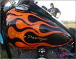 2004 Harley Davidson Softtail